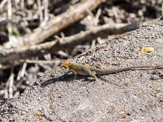 The male Galapagos lava lizard, Microlophus albemarlensis, is endemic to the Galapagos island. Santa Cruz, Galapagos, Ecuador