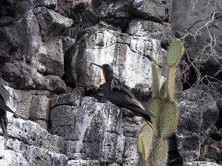 Male Fregata magnificens, Magnificent frigatebird in a rock nest above the sea, Santa Cruz, Galapagos, Ecuador.