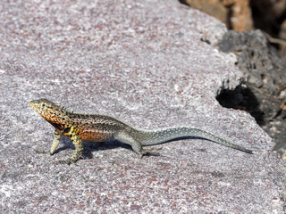 Galapagos lava lizard, Microlophus albemarlensis, is endemic to the Galapagos island. Santa Cruz, Galapagos, Ecuador