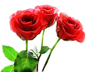 Valentine Rose with white background