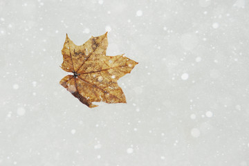 yellow autumn leaf on the background of ice and snow close-up