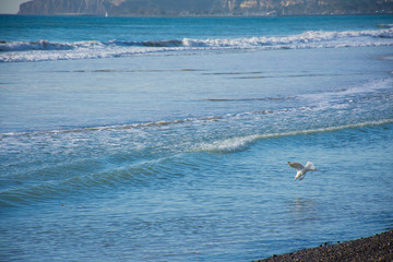 Gulls over beach and sea