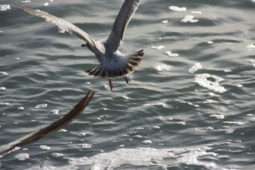 Gulls over beach and sea