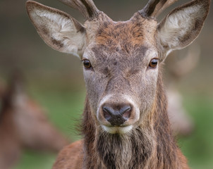 Red Deer stag in close up.