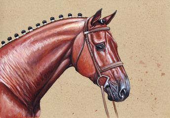Thoroughbred illustration. Horse portrait. Acrylic painting.