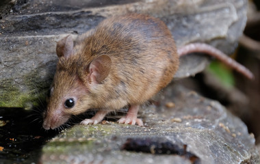 Mouse in house garden drinking from fountain.