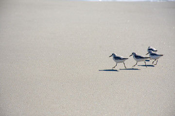 Gulls over sea and water