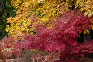 Leaves of trees with the typical colors of autumn