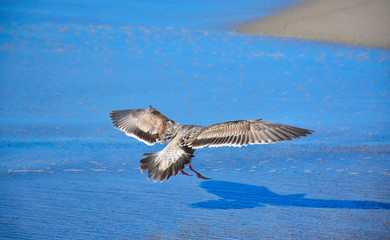 Naklejka premium Gulls over sea and water