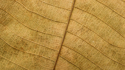 Close up of dry Teak leaves for a background.