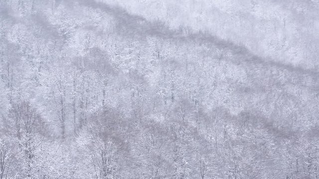 Heavy and furious snowfall above the forest