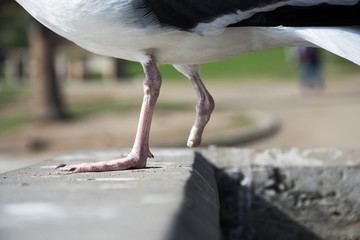 Gulls over sea and water