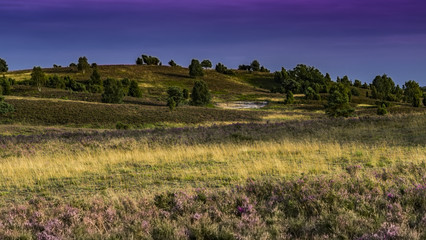 Fototapeta premium summer in german Heath