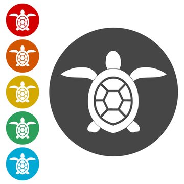 Turtle Icon Flat Graphic Design - Vector Illustration 