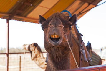 Australian Laughing Camel with poor Teeth