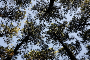sunbeams in the forest