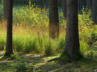 Fototapeta premium Herbstwald