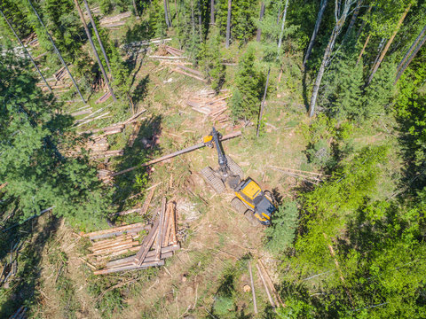 Logging from aerial view, Siberian forest.
