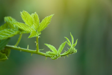 Branches and green leaves of Raspberry in garden.