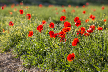 Coquelicots sur la commune de Viens dans le parc naturel régional du Luberon