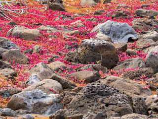 color xerophytic coastal vegetation, Galapagos, Ecuador.