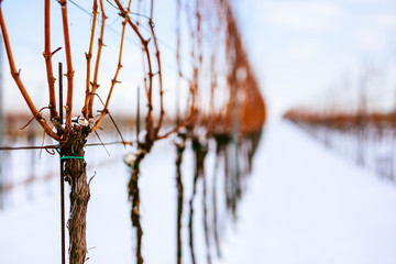Close up view of a strain of grapevine in a snowy vineyard