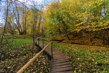 Obraz premium old wooden boardwalk covered with leaves in ancient forest