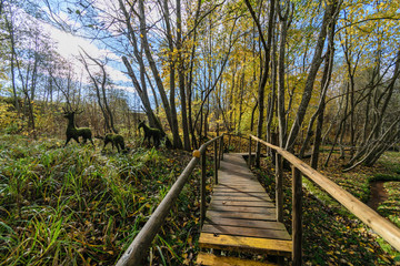 Fototapeta premium old wooden boardwalk covered with leaves in ancient forest