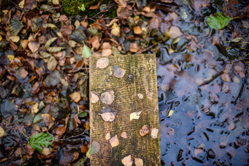 old wooden boardwalk covered with leaves in ancient forest