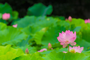 The Lotus Flower.Background is the lotus leaf and lotus bud  and lotus flower and tree.Shooting location is Yokohama, Kanagawa Prefecture Japan.