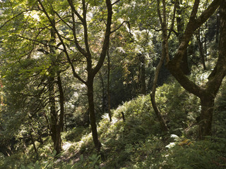 Fototapeta premium Wanderung durch die Wälder von Uttarakhand im Norden Indiens