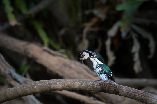 Isolated on dark background, wild Green kingfisher, Chloroceryle americana septentrionalis, perched on mangrove root with big shrimp in opened beak. Caribbean kingfisher in its natural environment.
