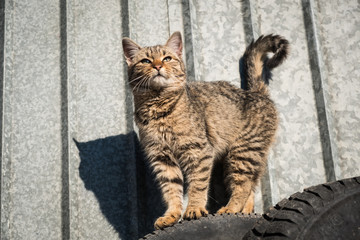 Adorable abandoned cat standing on old car tyres with corrugated steel background