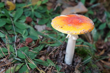 Pilz