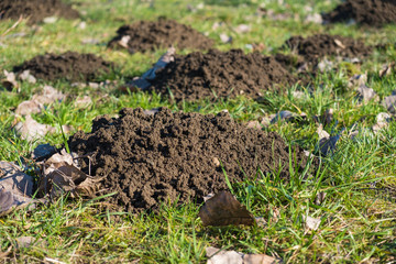 Fresh molehills dirt pile closeup on a green lawn