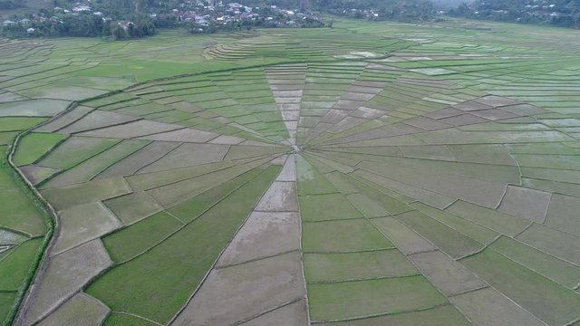 Spider web rice field in Ruteng, Flores island, Indonesia. Aerial view footage 4k drone.