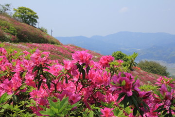 愛媛県大洲市冨士山公園のつつじ