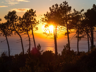 sunset between pines and mountains. Sun reflecting in ocean's wa