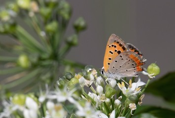 ベニシジミチョウ