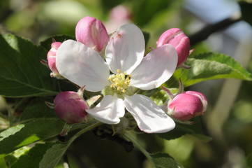 Fototapeta na wymiar Apfelblüte
