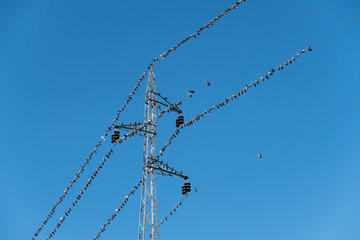 Power line electricity tower with hundreds of birds standing on the wires during winter