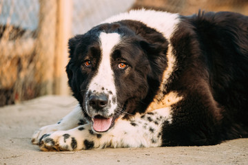 Central Asian Shepherd Dog. Alabai - An Ancient Breed From The Regions