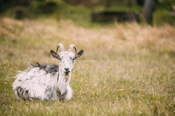 Goat Sitting In Spring Grass In Village. Farm Animal