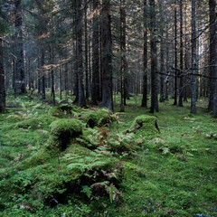 Forest - Skog