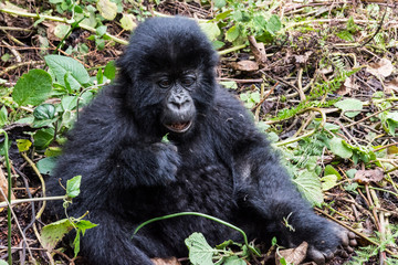 Gorilla eating leaves in forest clearing Rwanda