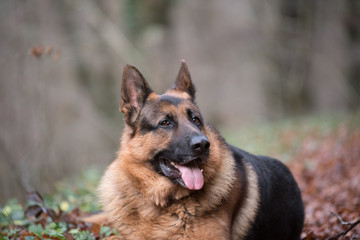 German shepherd lying in the forest in autumn, with friendly and happy look. Adult male dog with beautiful face
