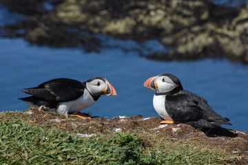 Fototapeta na wymiar Puffins resting on edge of cliff Isle of Lunga Hebrides