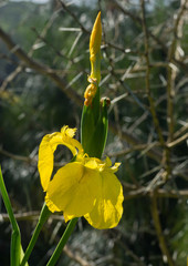 Yellow water iris on edge of pond with thorn tree in background