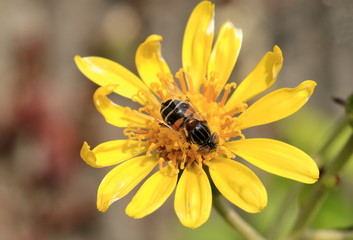 ハナアブとツワブキの花