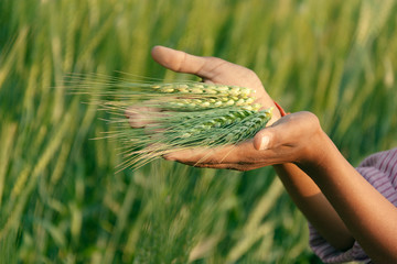 farmer with green ear wheat in crop field